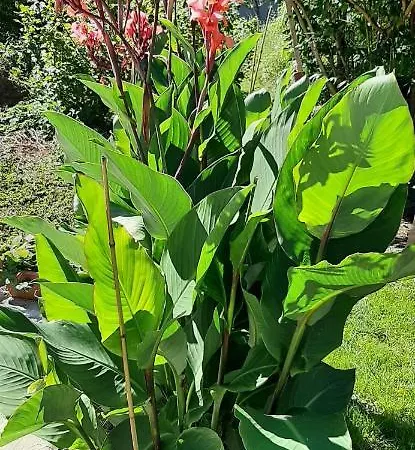 Lejlighed Apartma Dana-brinjtesa *