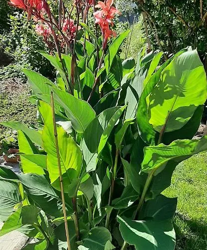 Lejlighed Apartma Dana-brinjtesa *